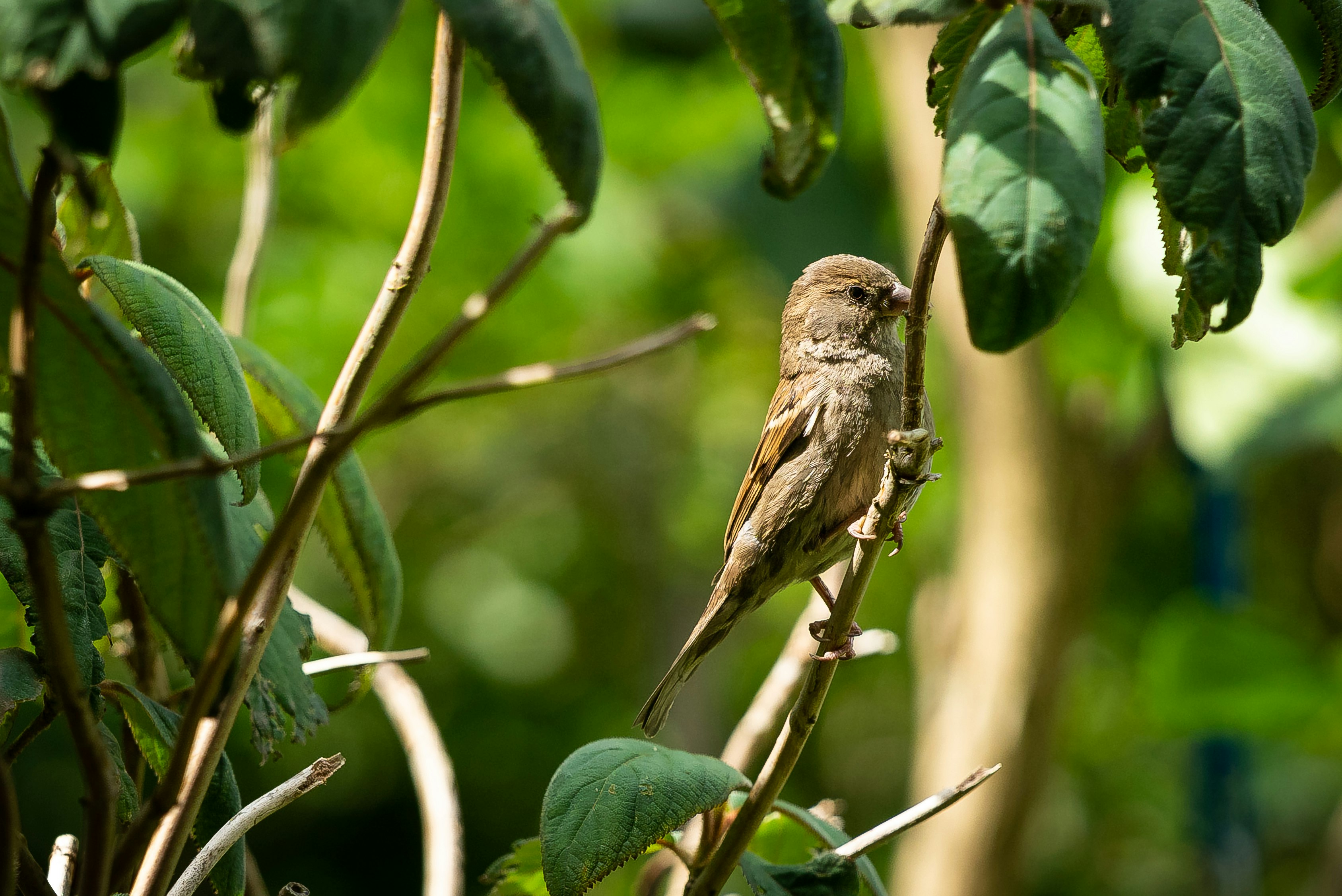 brown bird on green tree branch during daytime