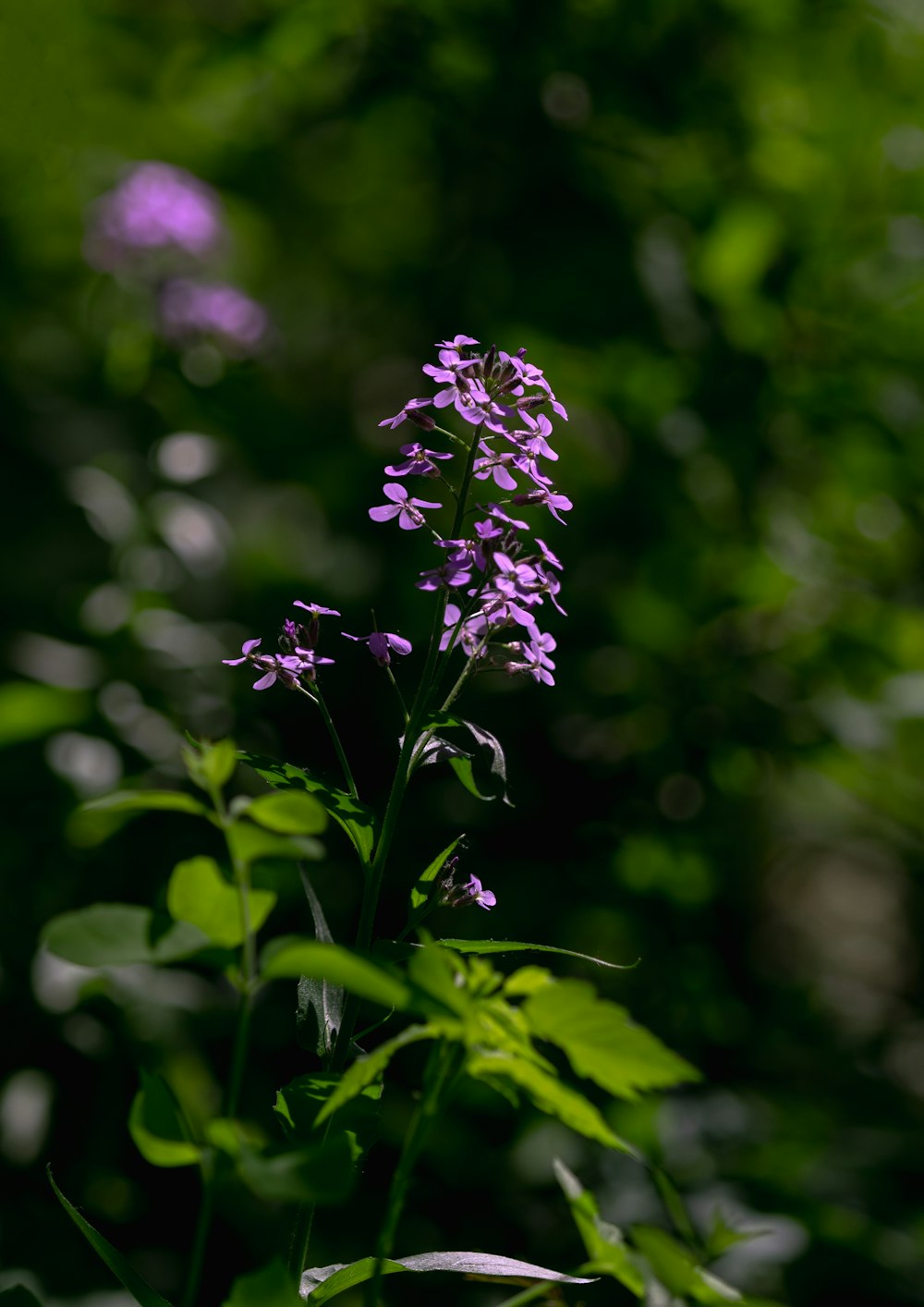 purple flower in tilt shift lens