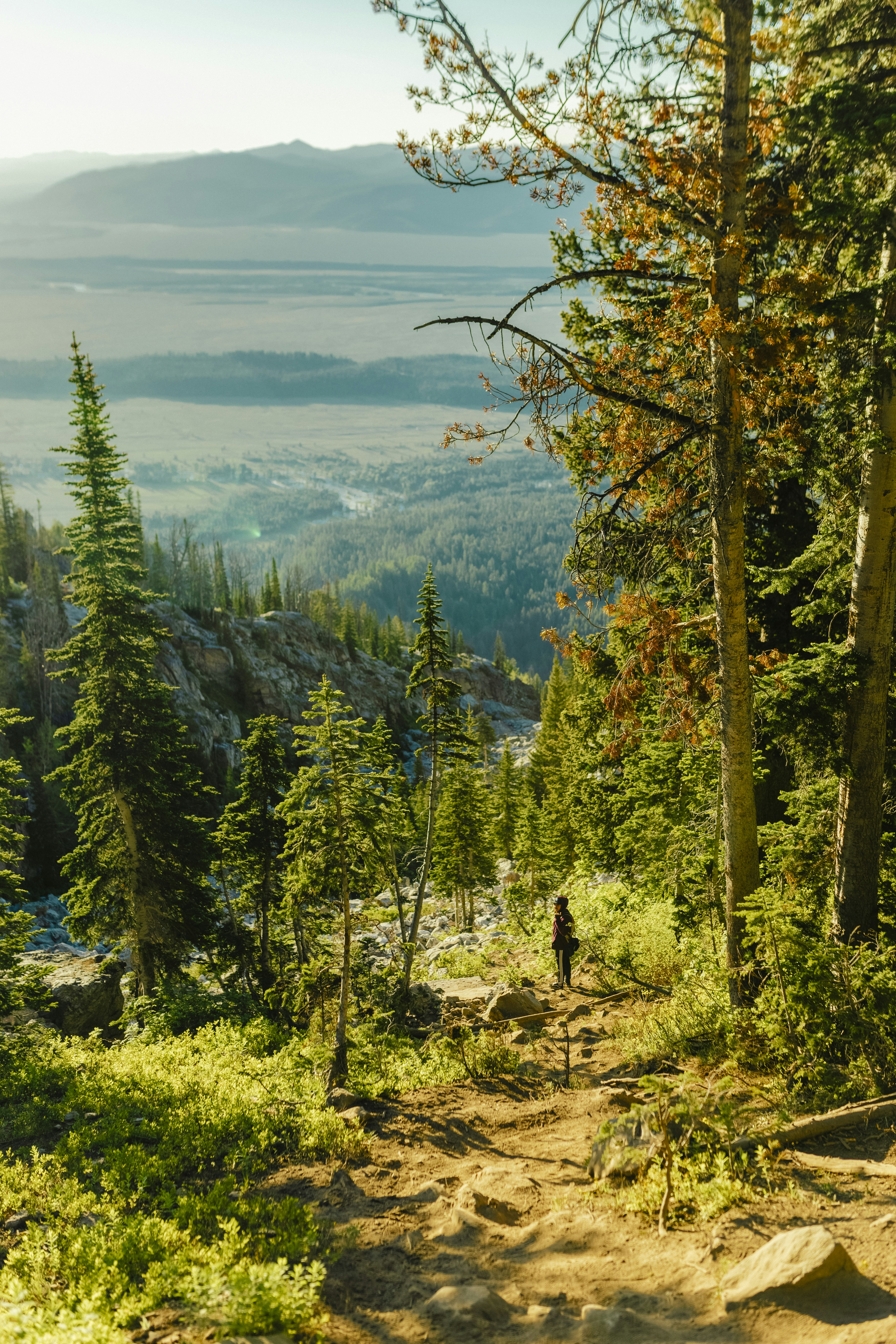 green trees near body of water during daytime
