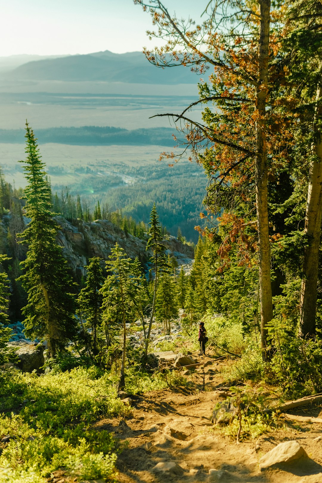 green trees near body of water during daytime