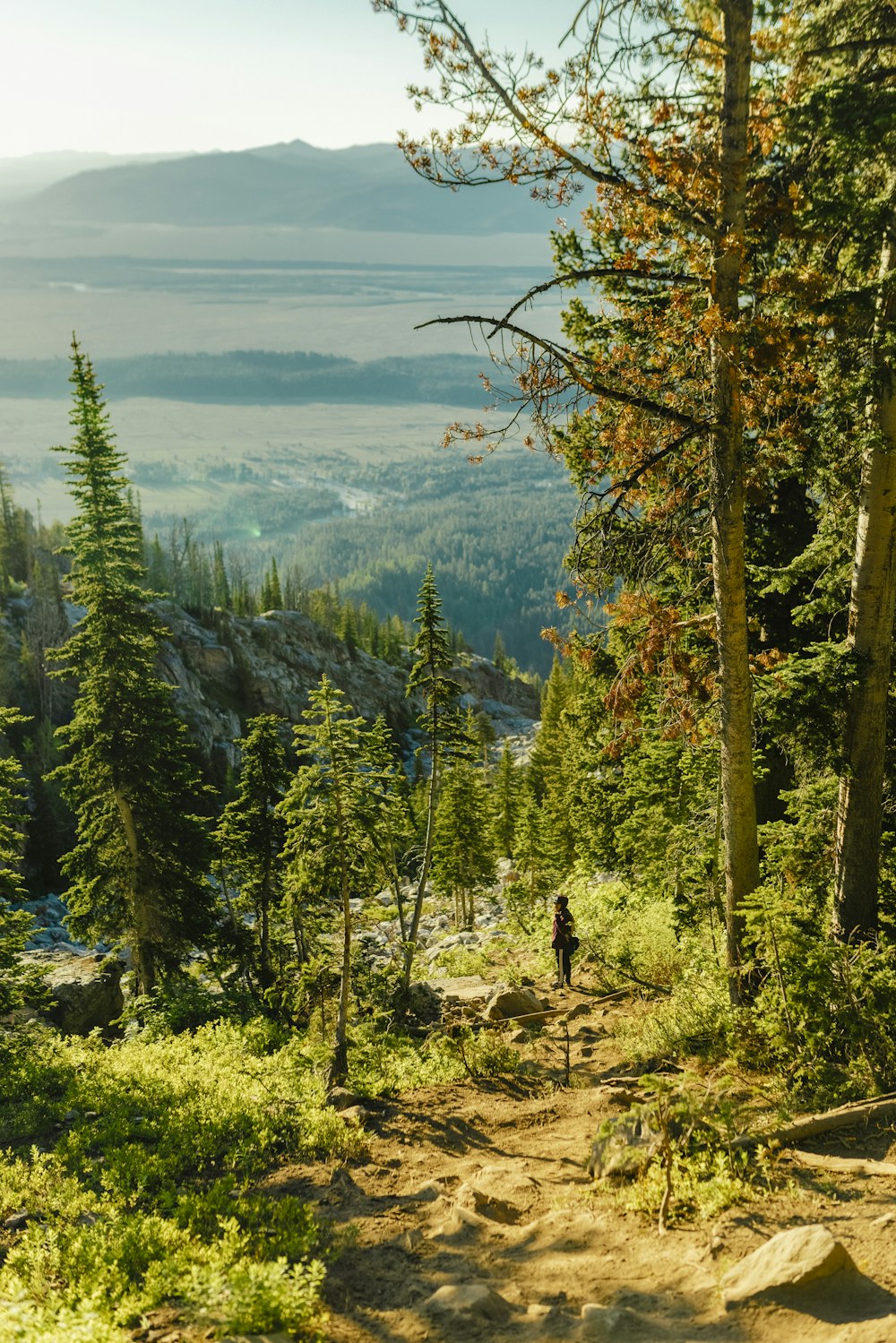 green trees near body of water during daytime