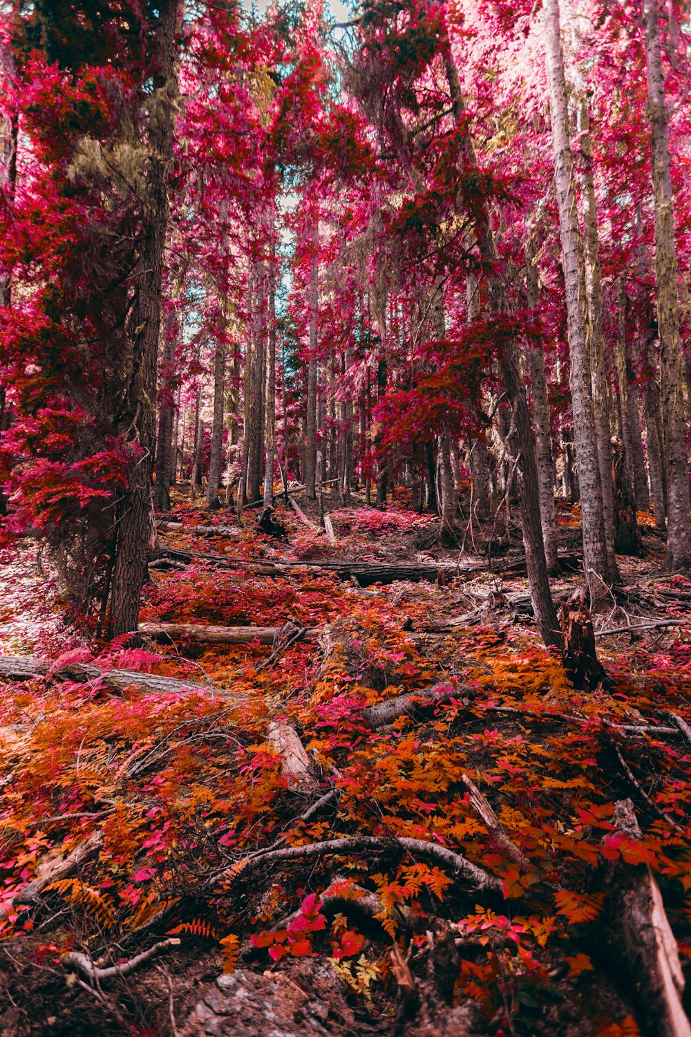 red and brown trees during daytime