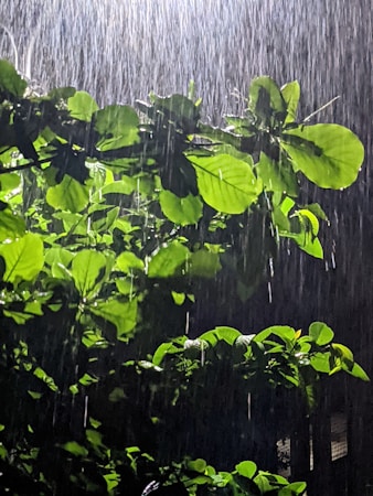 Water droplets cascade down, saturating the luminous green leaves of a bush under the soft glow of light. The rain creates a shimmering curtain, accentuating the vibrant foliage beneath.