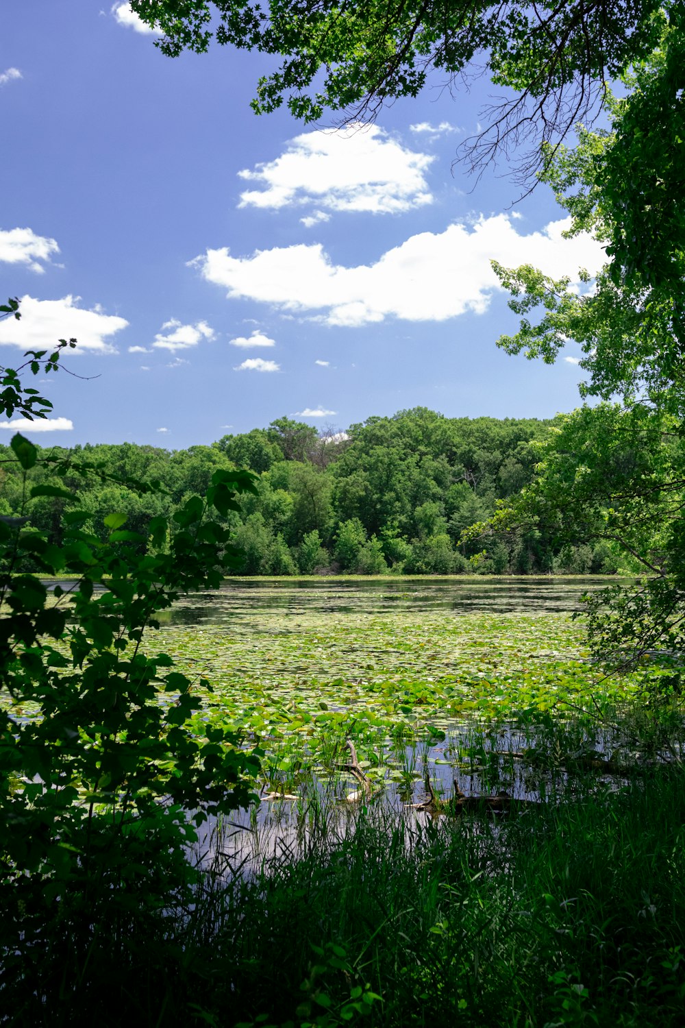 green grass field and green trees under blue sky during daytime