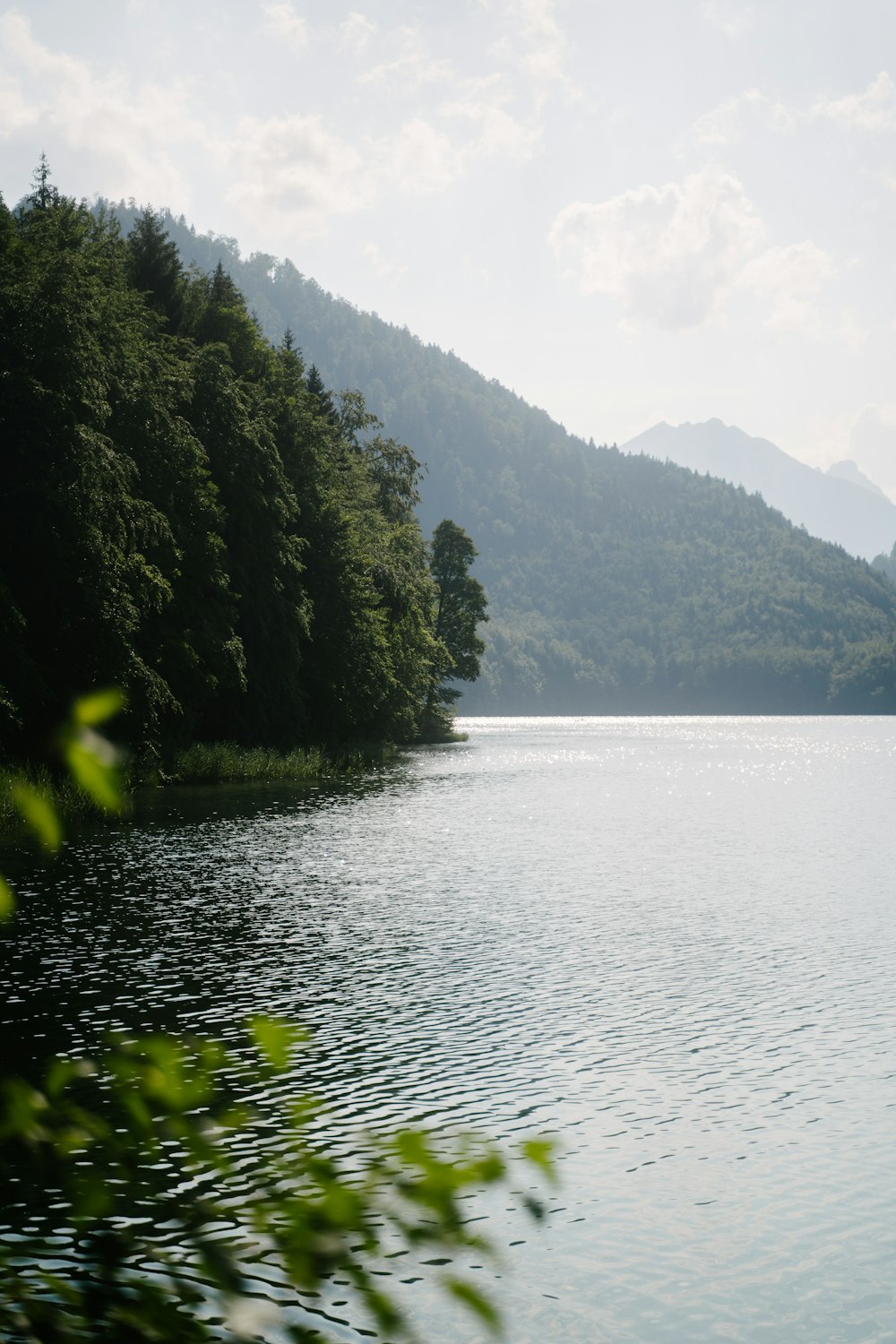 green trees beside body of water during daytime