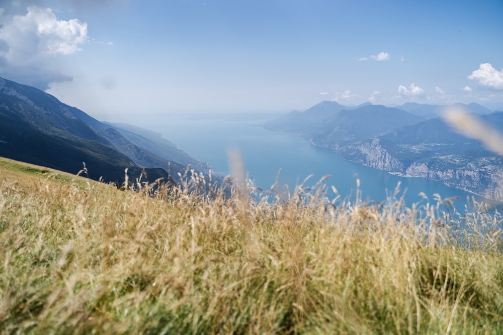 green grass field near body of water during daytime