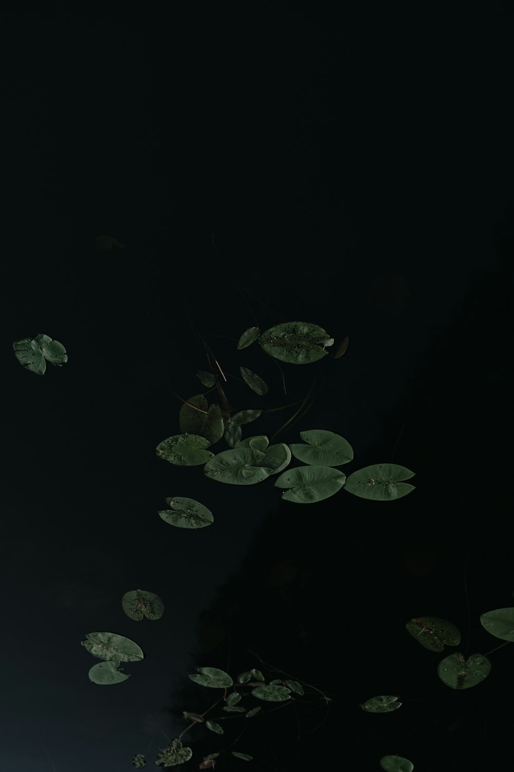 green leaves on water during daytime