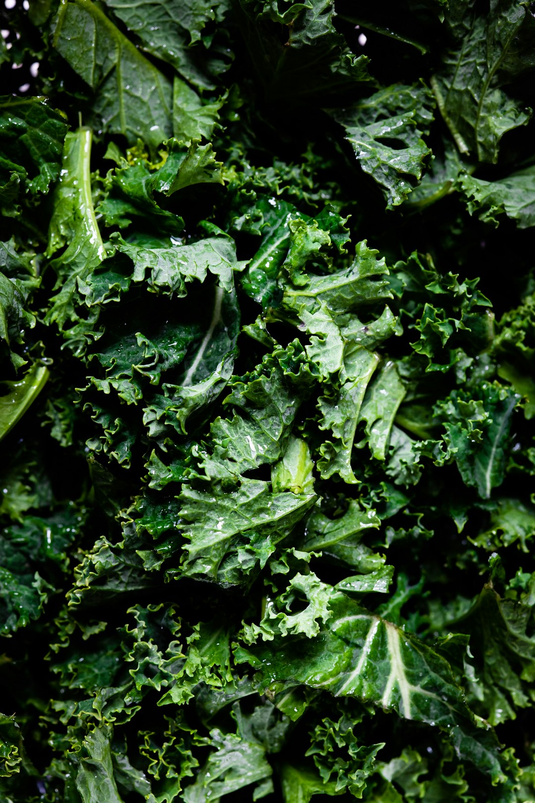 How to freeze Fall Kale from a Smart Garden