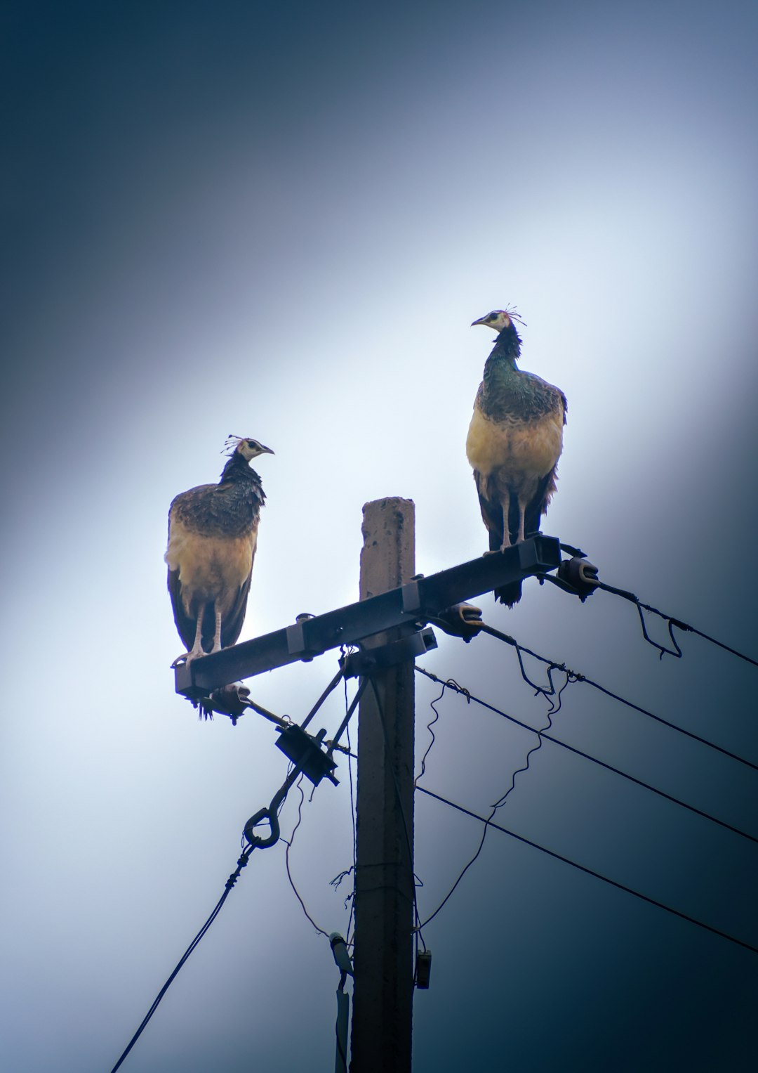 brown bird on black electric wire