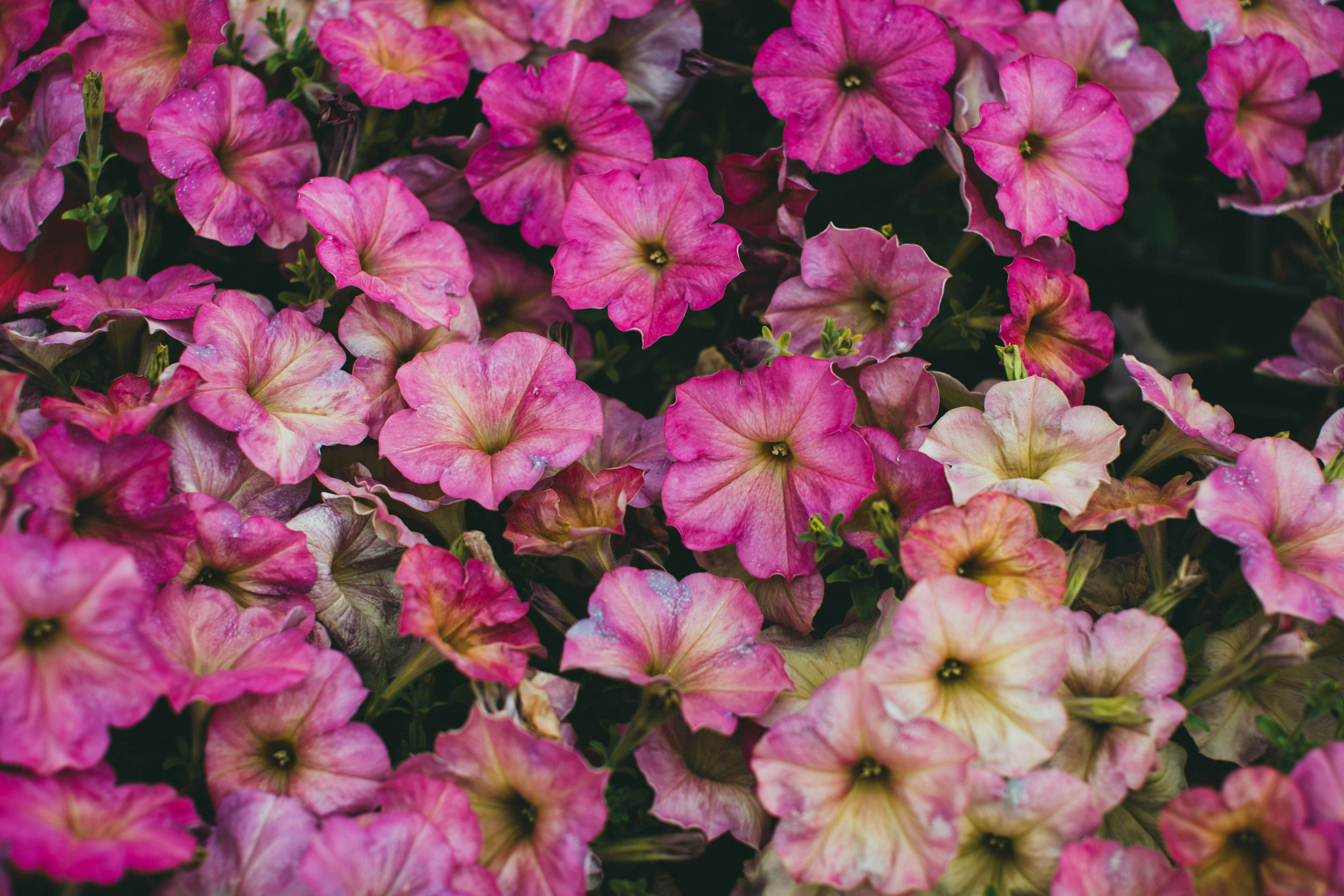 Photo by theshuttervision