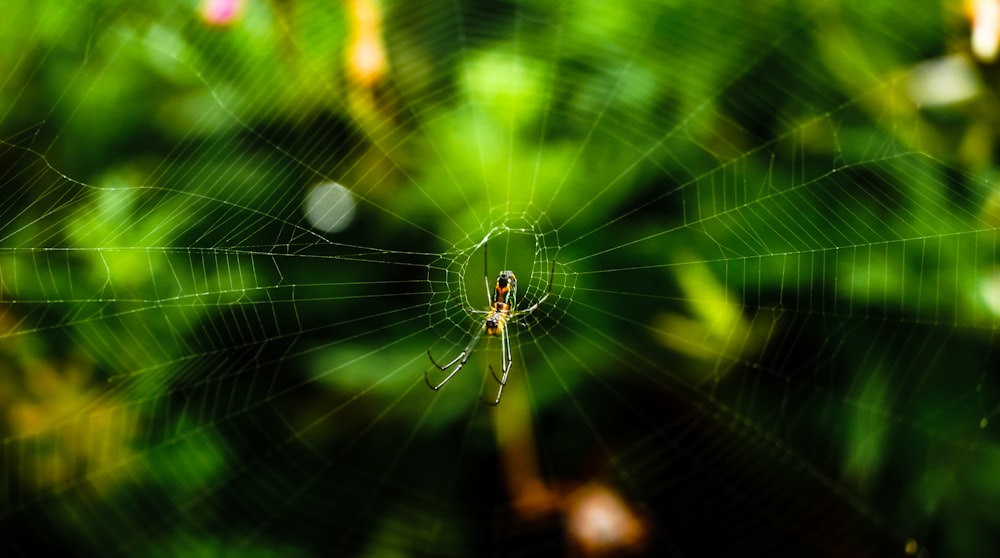 brown spider on spider web in close up photography during daytime