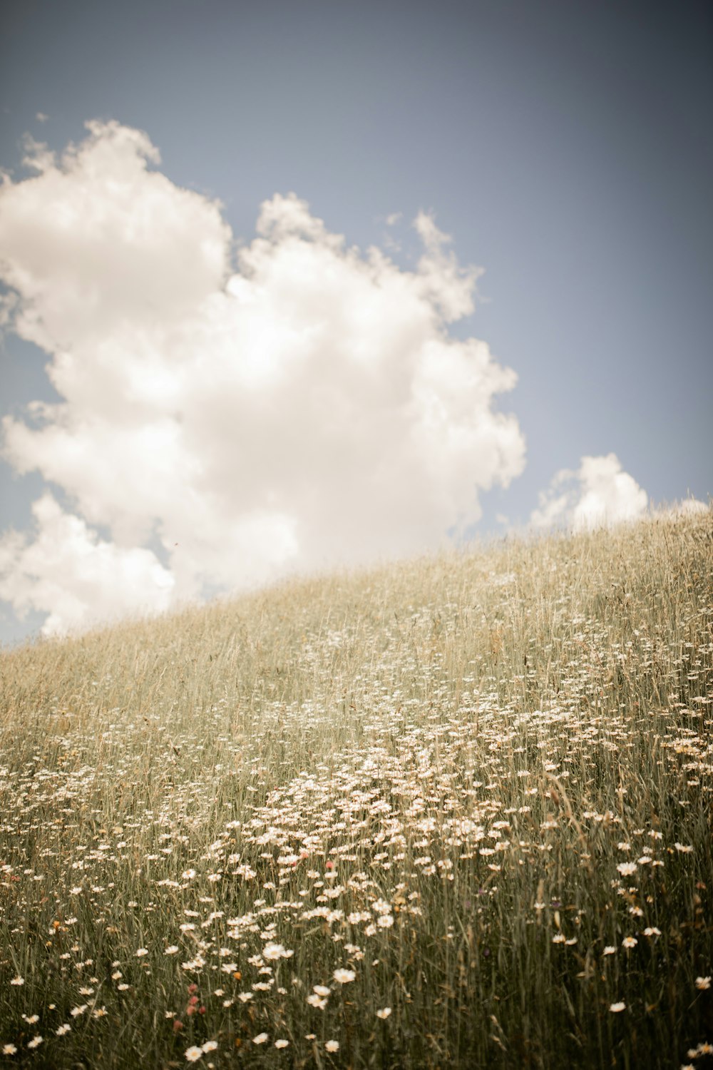 brown grass field under blue sky during daytime