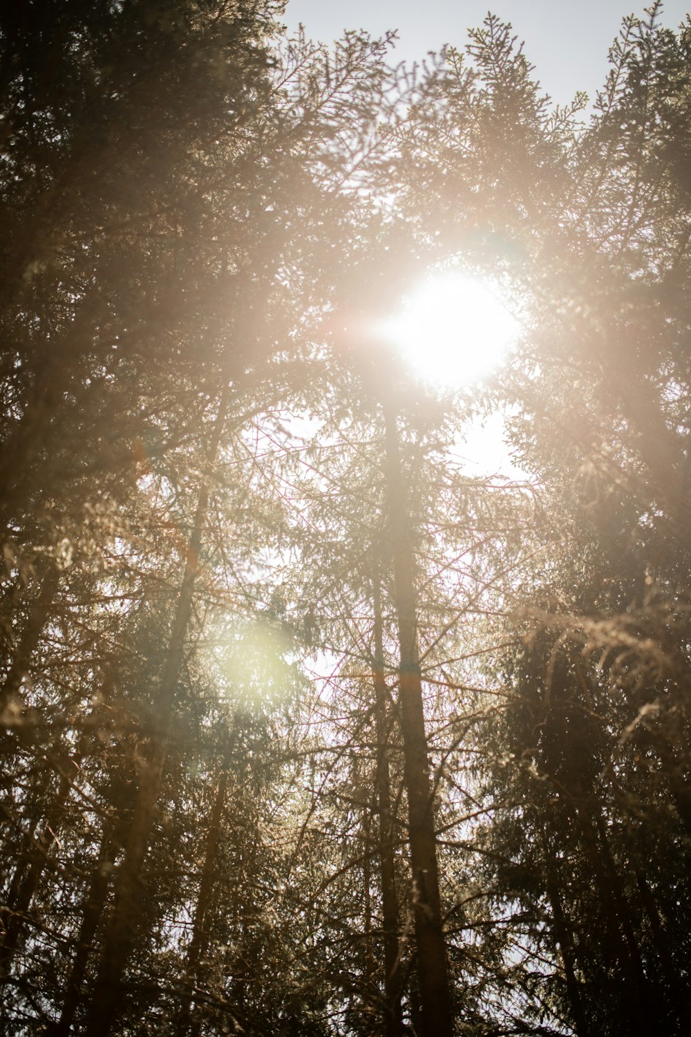 brown and green trees during daytime