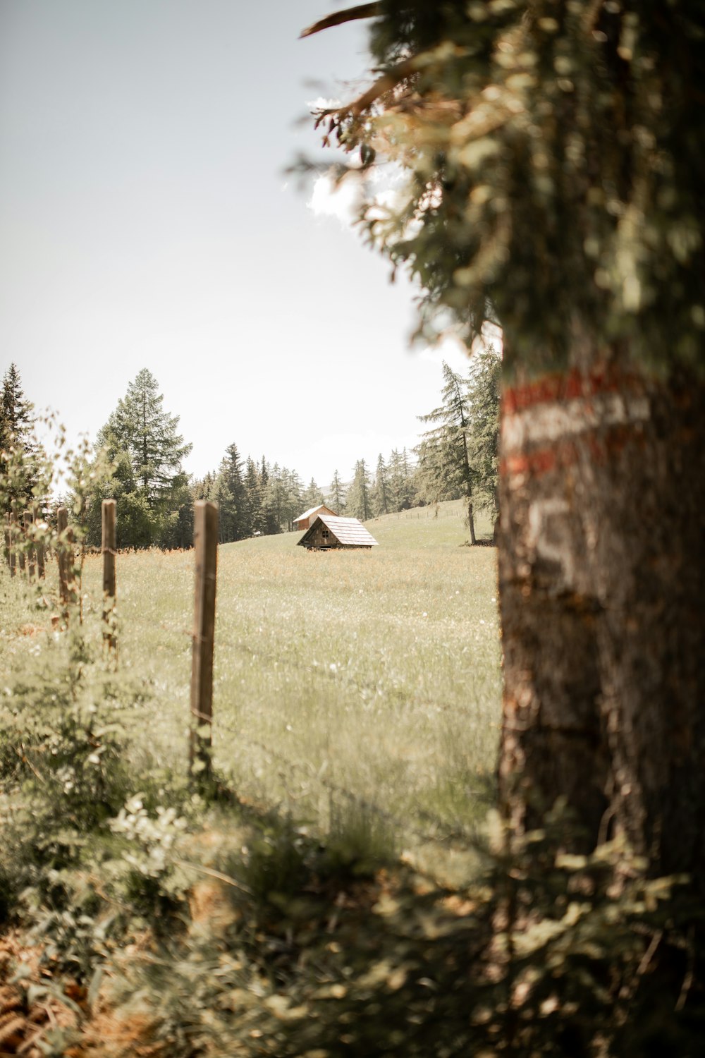 white and brown house surrounded by green grass and trees during daytime