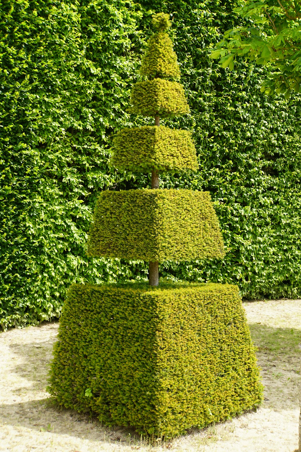 green bush on gray concrete floor