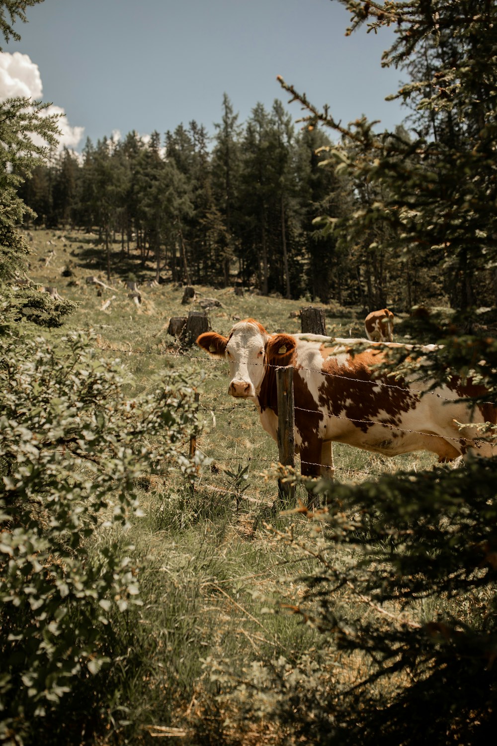 brown and white cow on green grass field during daytime