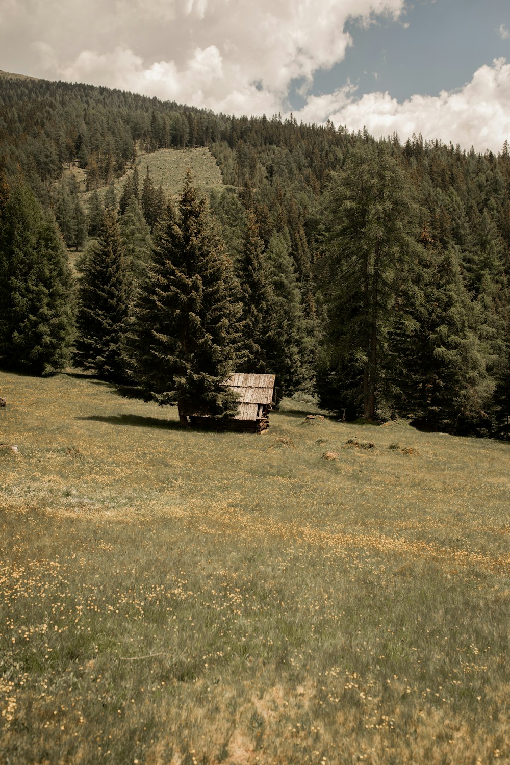 green pine trees on green grass field during daytime