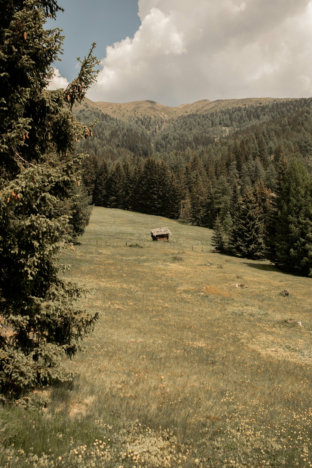 green grass field with green trees and mountains in distance