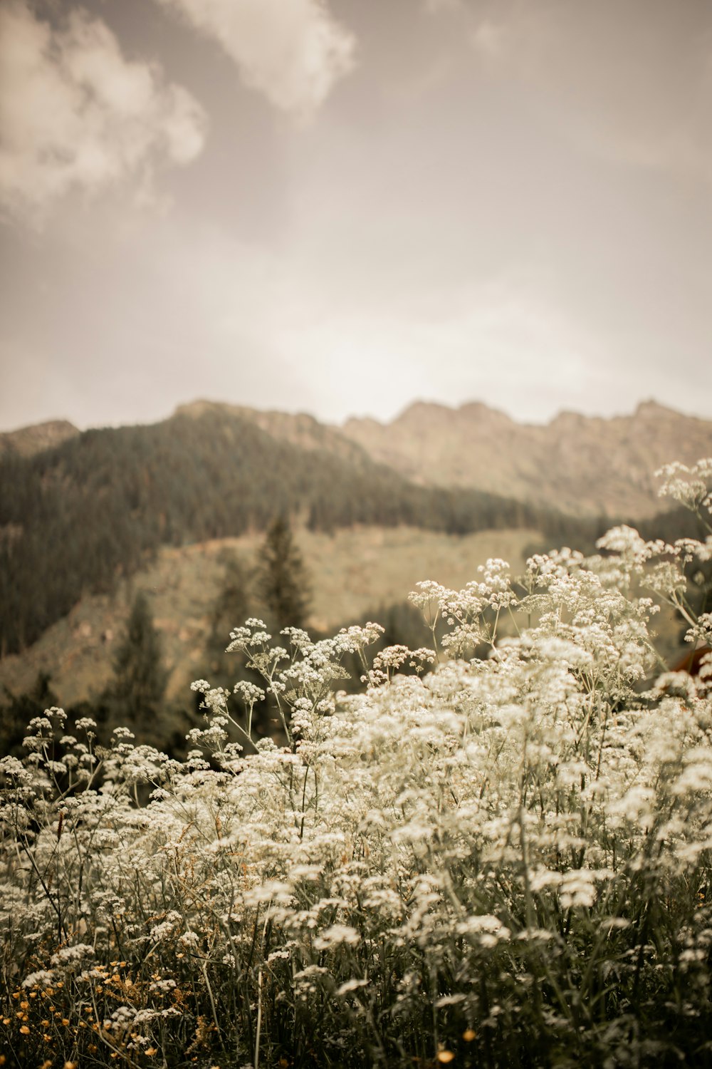 white flowers on rocky mountain during daytime