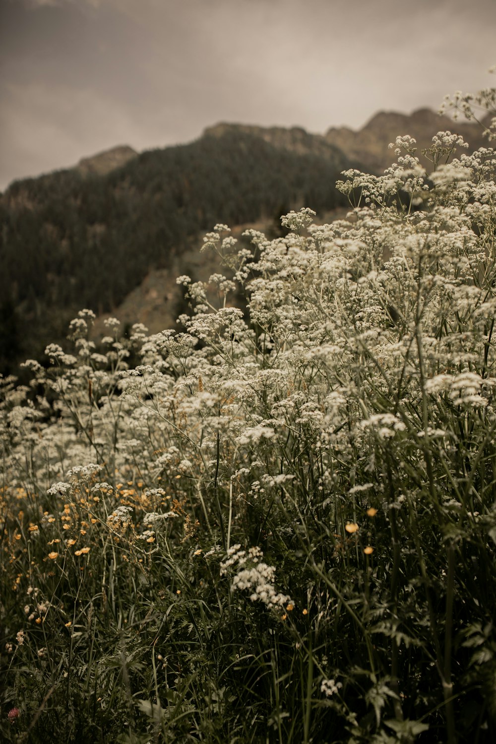 white flowers on green grass field during daytime