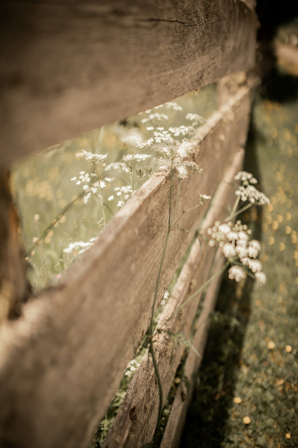 white flowers on brown wooden fence