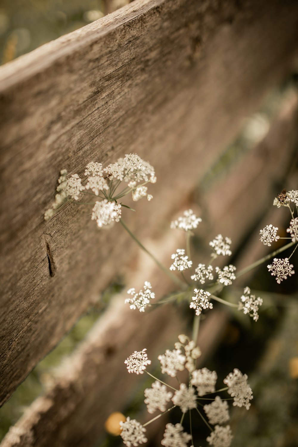 white flowers on brown wooden surface