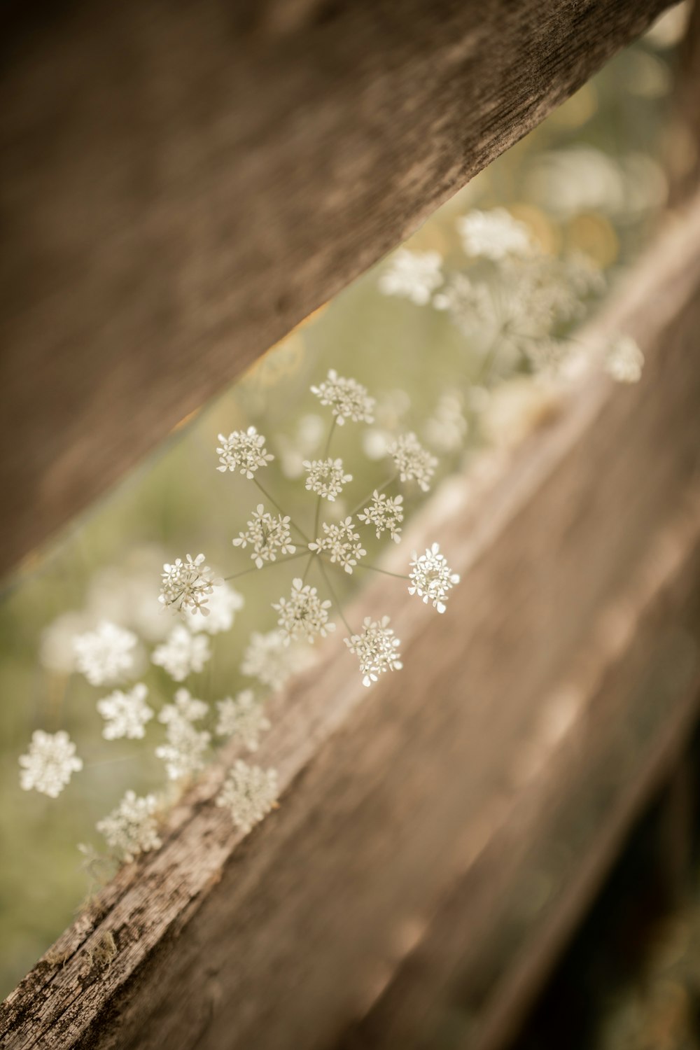 white flowers on brown wooden fence