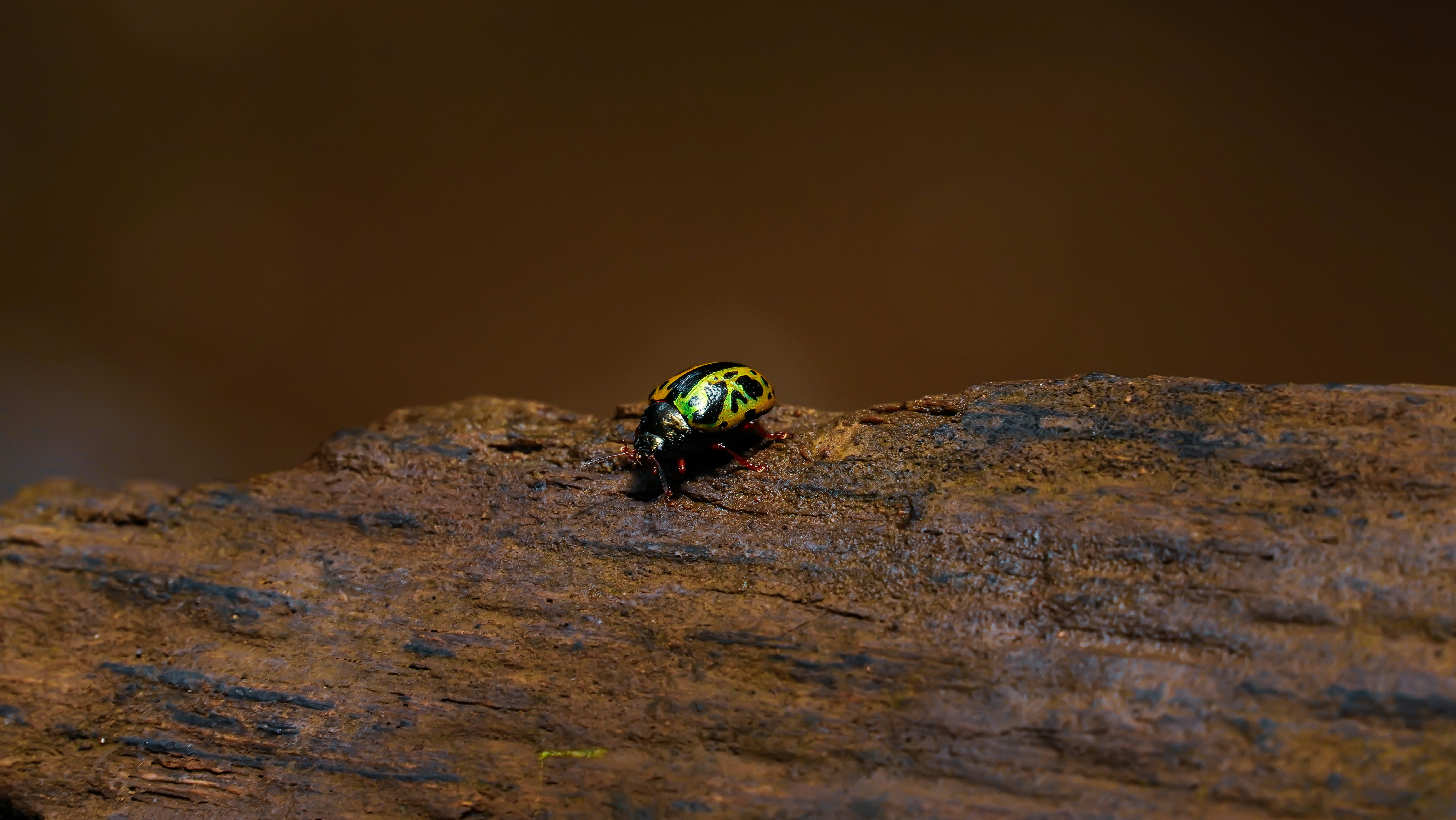 Green and black beetle on brown rock photo – Free Costa rica Image on ...