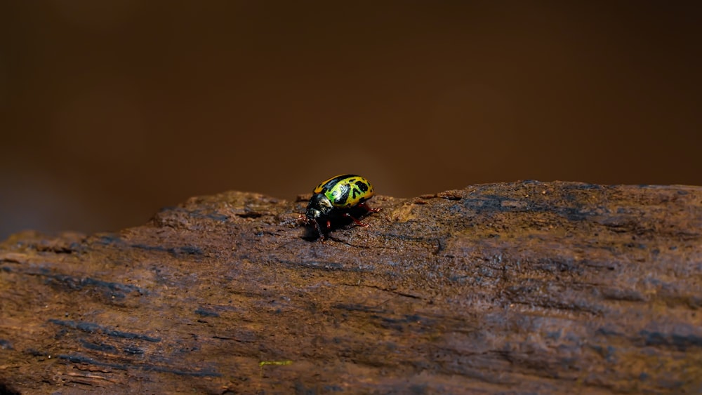 green and black beetle on brown rock