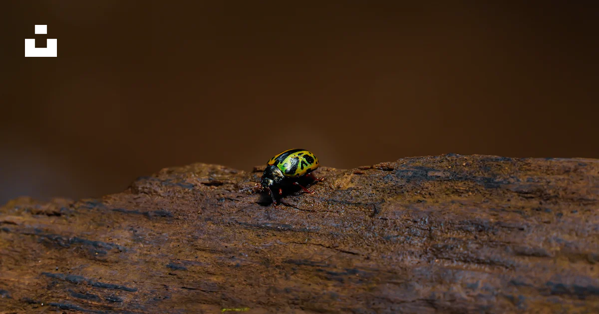 Miguel Insect Green and black beetle on brown rock photo – Free Costa rica Image on ...