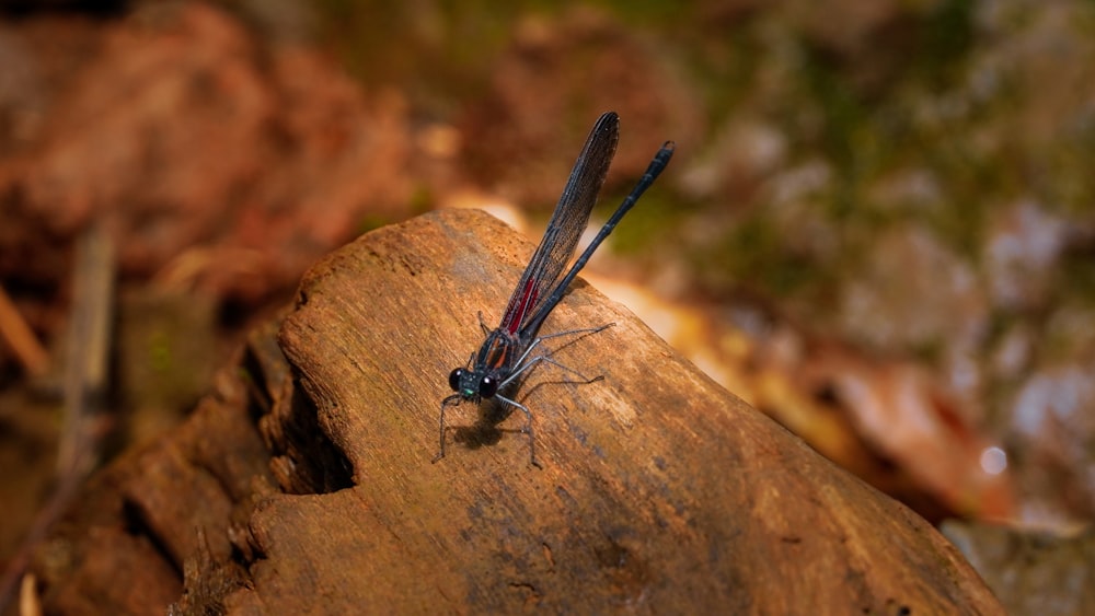 blue damselfly perched on brown rock in close up photography during daytime