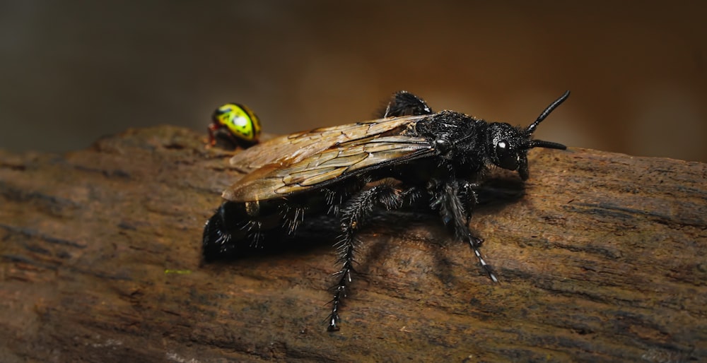 Avispa negra y amarilla sobre superficie de madera marrón