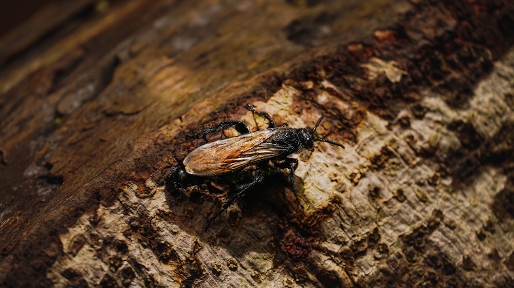 black and brown insect on brown wood