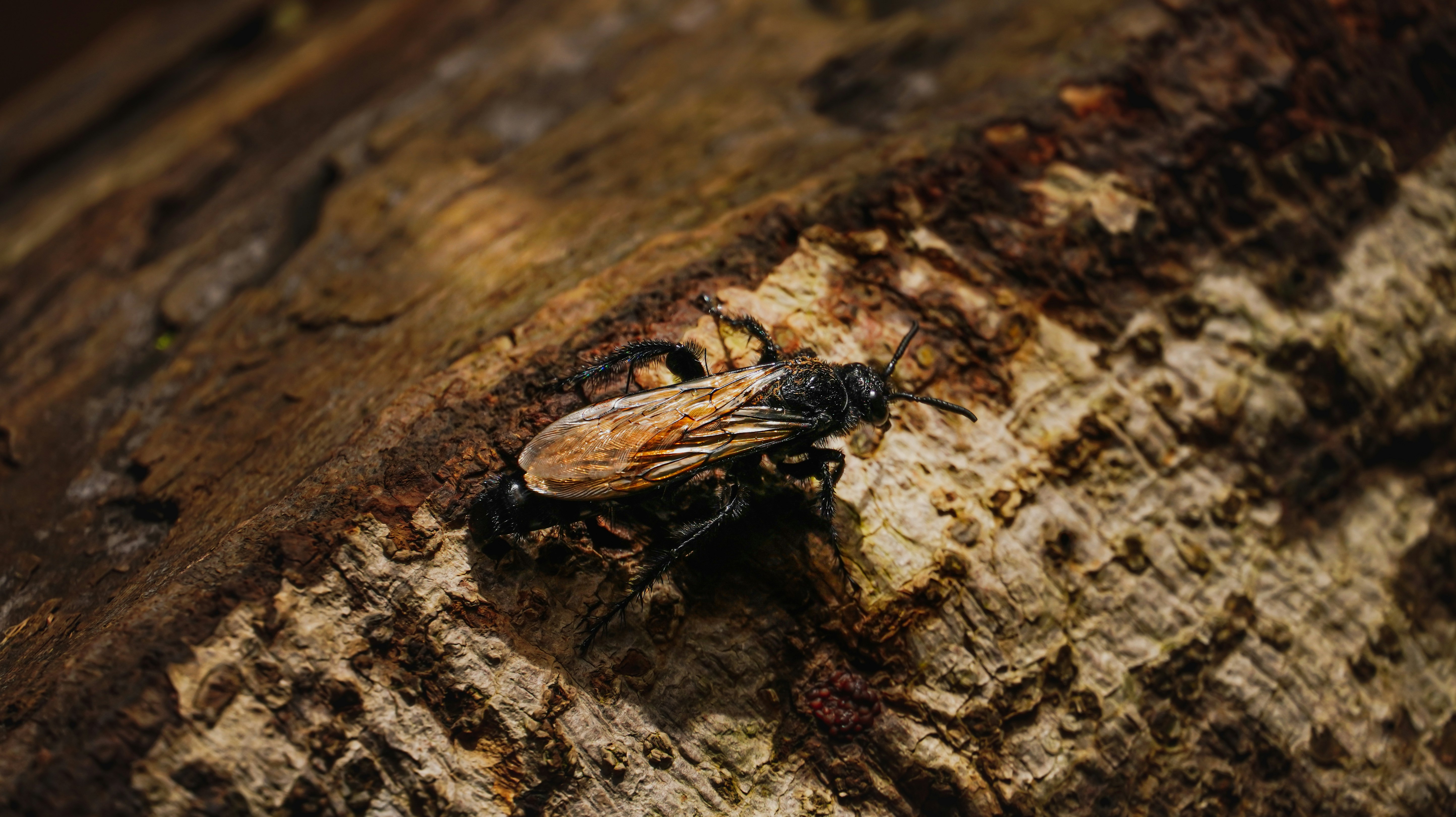 black and brown insect on brown wood