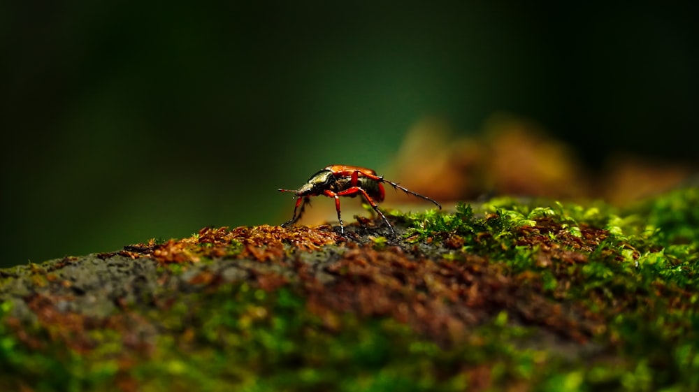 black and orange bug on brown rock