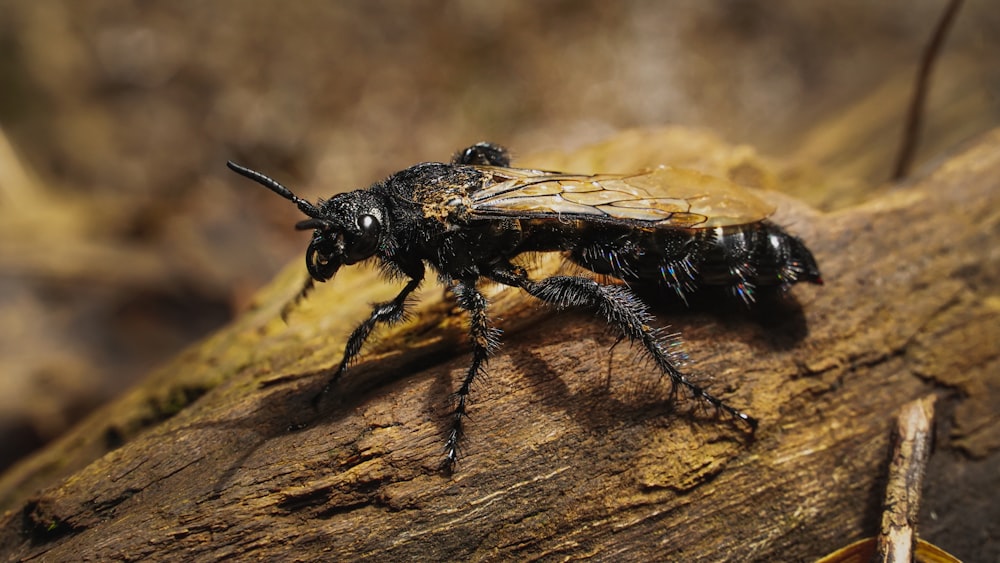 black and yellow wasp on brown wood