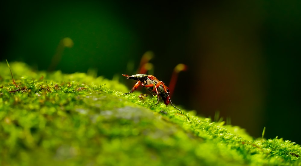 black and brown ant on green moss in close up photography during daytime