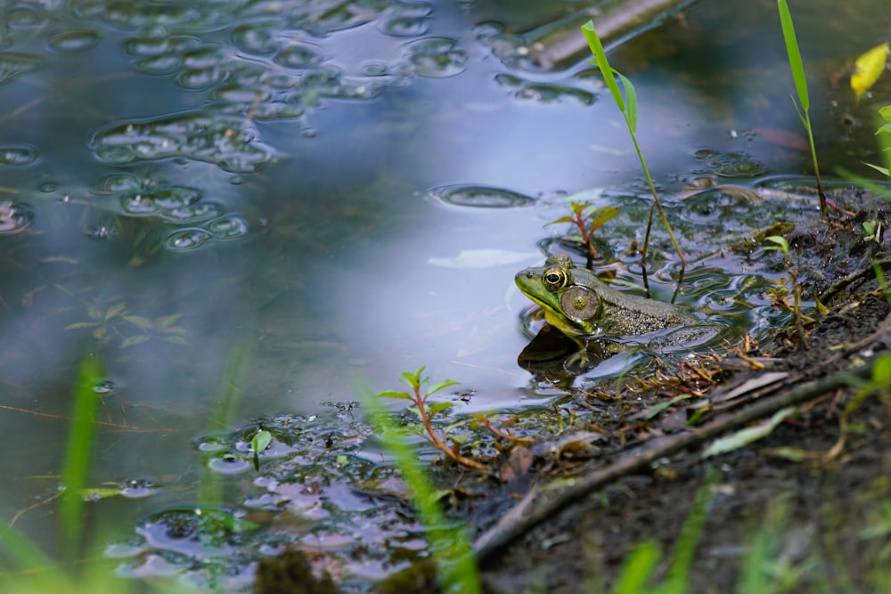 Rana verde en el agua durante el día