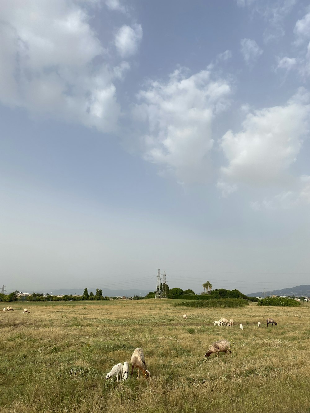 campo de hierba verde bajo nubes blancas durante el día