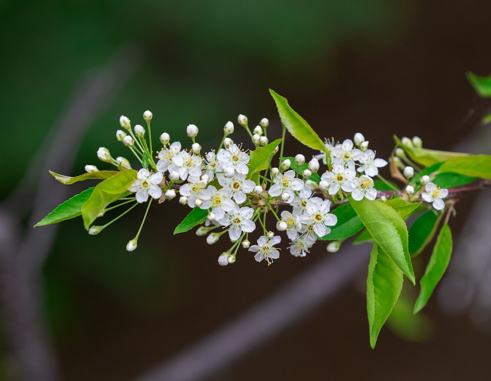 white flowers with green leaves