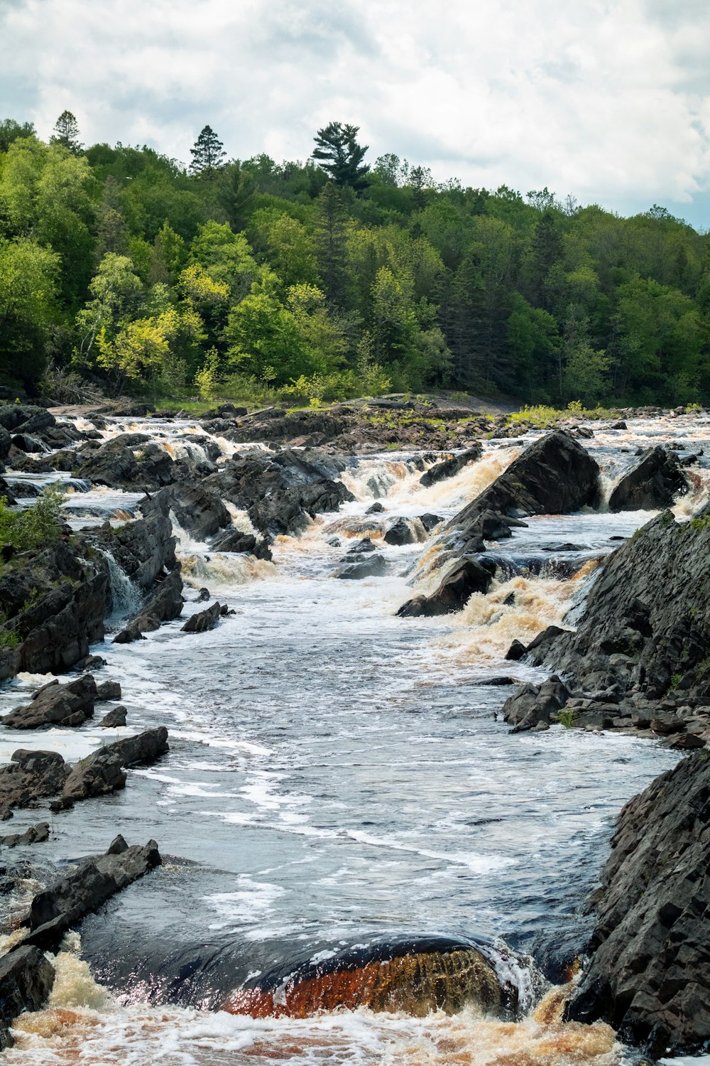 river in the middle of forest during daytime