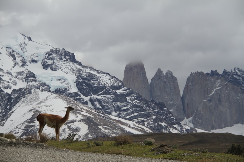 brown deer on green grass field near snow covered mountain during daytime