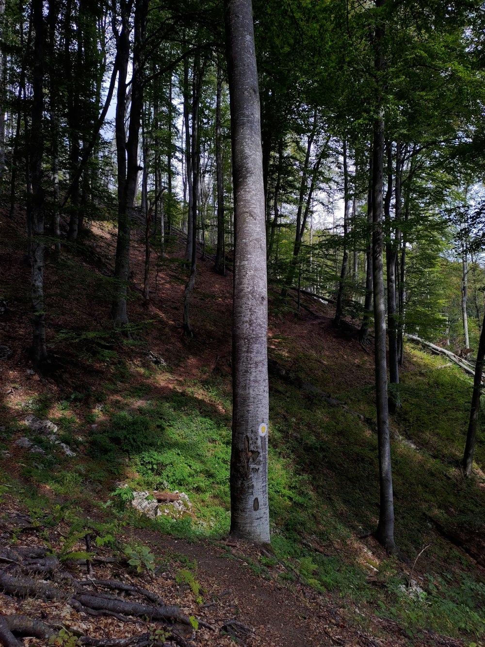 green trees on forest during daytime