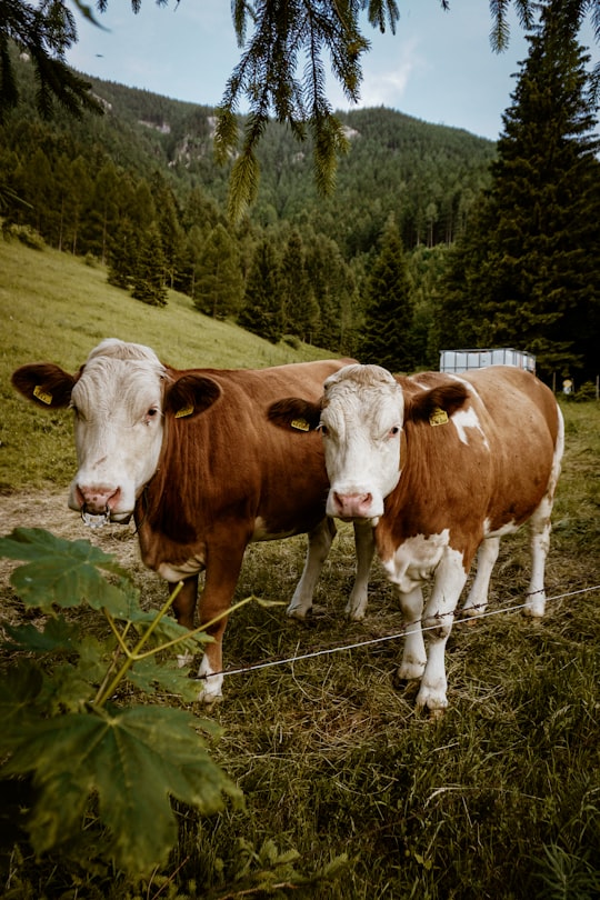 brown and white cow on green grass field during daytime in Schneeberg Austria