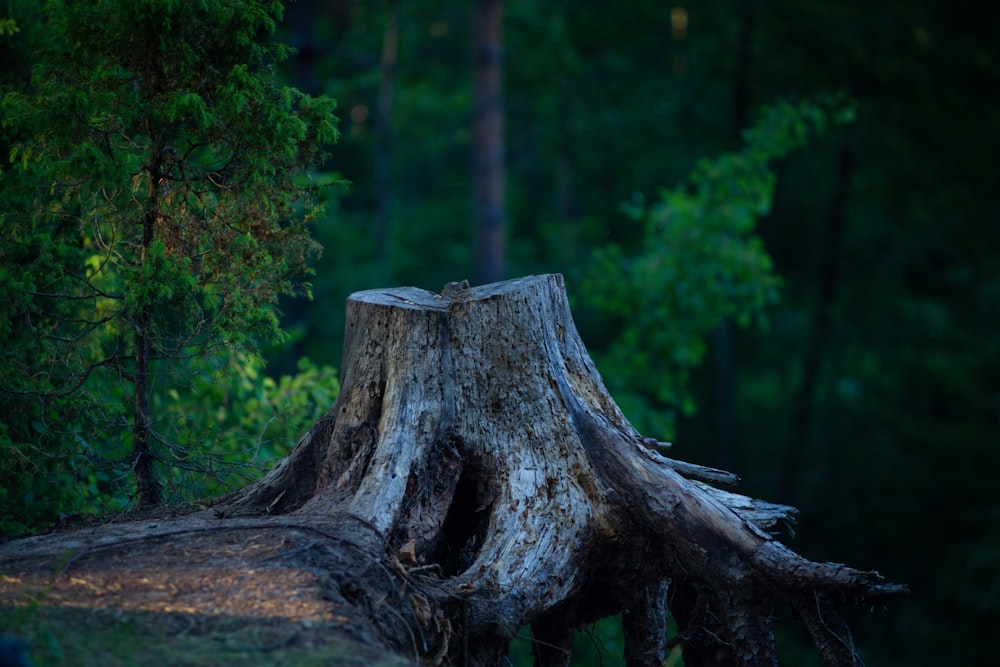 brown tree log in forest