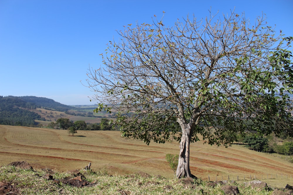 leafless tree on brown field during daytime