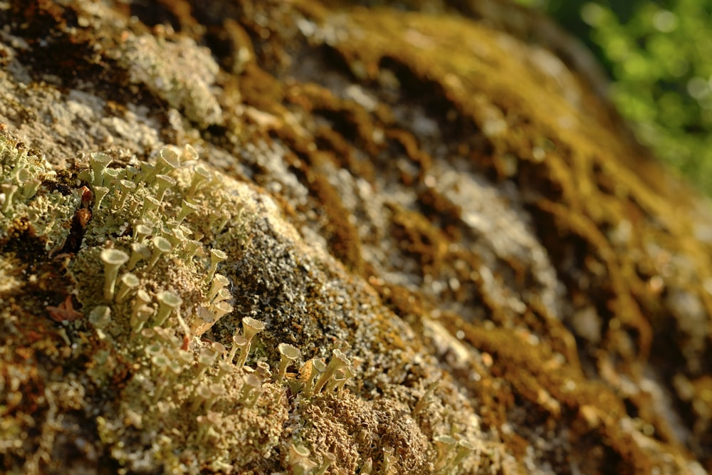 brown and white rock with green moss