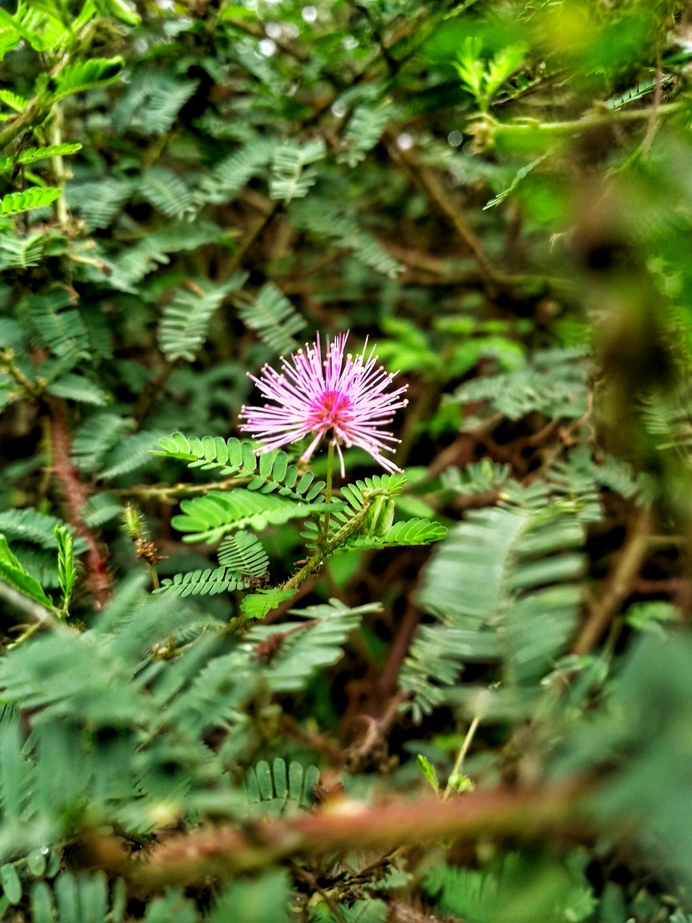 pink flower in tilt shift lens