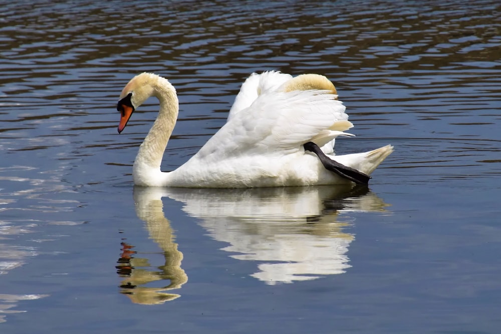 white swan on water during daytime