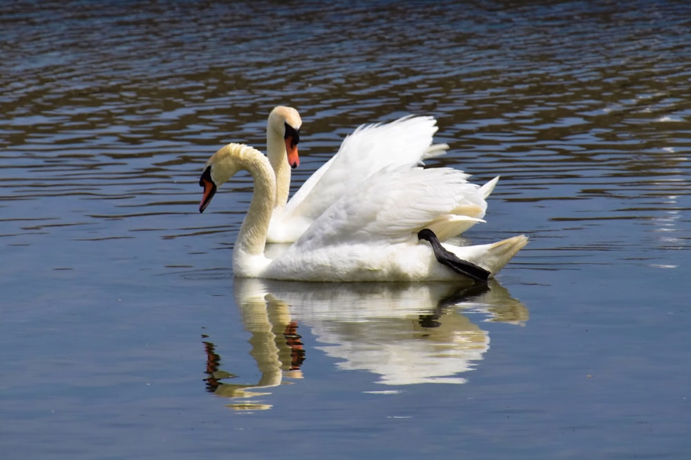 white swan on water during daytime